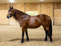 母马, Friesian — 照片 4
