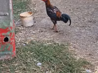 Chickens — عکس 2