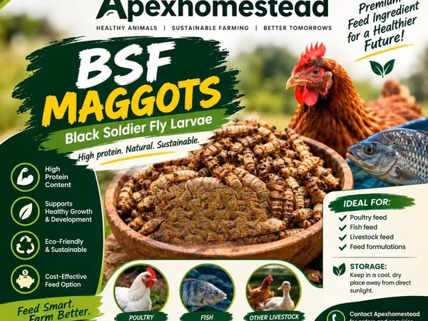 Boost Your Poultry Farm With BSF Maggot!