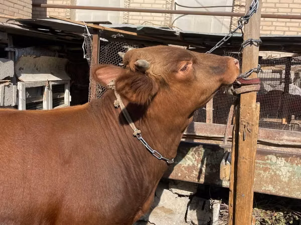 公牛, Cattle — 乌兹别克斯坦