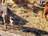 ԽՍԿ (խումբ, սեռը նշված չէ), Simmental cattle — լուսանկար 4