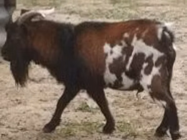 Billy Goat, Goats