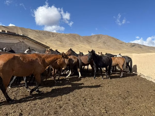 Horse (M), Kyrgyz Horse — Kyrgyzstan