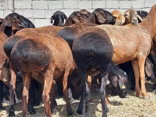 Sheep (batch, sex not specified), Sheep — Kazakhstan