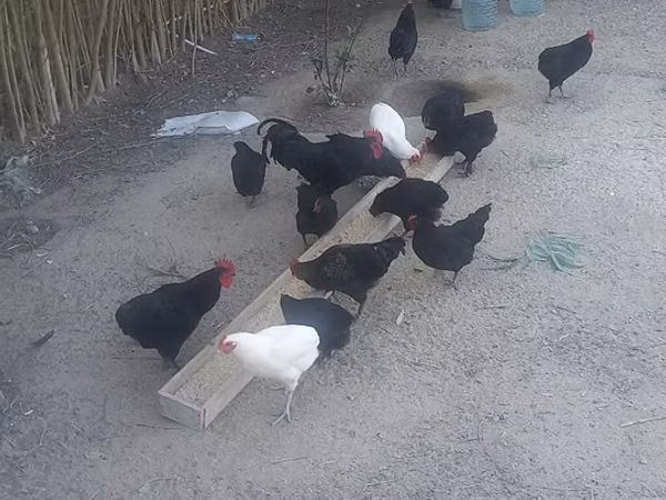 Chickens — Azerbaidjan