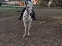 Kuda betina, Horses — foto 4