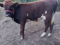Vacă, Bovine — foto 1