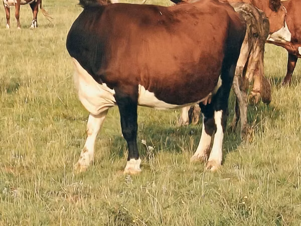 Cow, Hereford — Kazakhstan