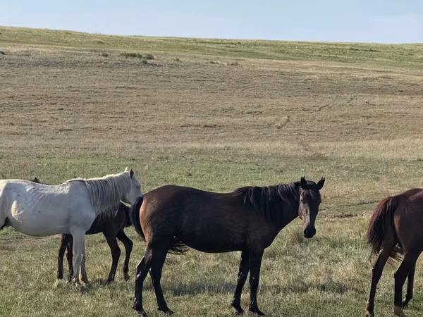 Mare, Kazakh horse