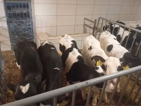 Szarvasmarha (tétel, nem megadva), Russian Black pied cattle