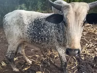 Mucca, Bovini — foto 1