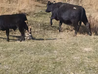 Buqa, Swiss cattle — 4-rasm