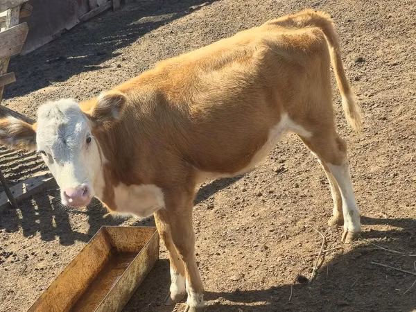 Cow, Simmental cattle