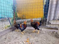 وایندوت — عکس 4
