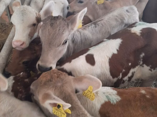सांड, Simmental cattle — पोलैंड