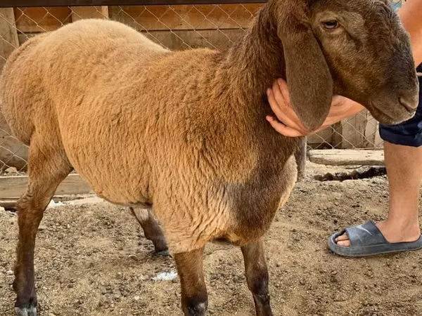 Sheep (batch, sex not specified), Blackheaded Persian sheep — Uzbekistan