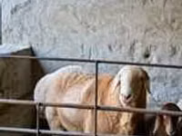 Ram, Arashan sheep — photo 1