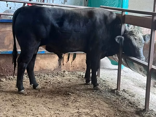 Bull, Aberdeen-Angus — Kyrgyzstan