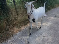 Billy Goat, Nubian Goat — photo 1