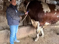Bull, Simmental cattle — photo 6