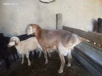 Widder, Arashan sheep — Foto 2