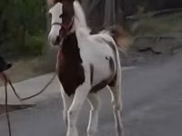 مادیان, اسب — عکس 3