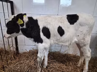 Bulle, Russian Black pied cattle — Foto 6