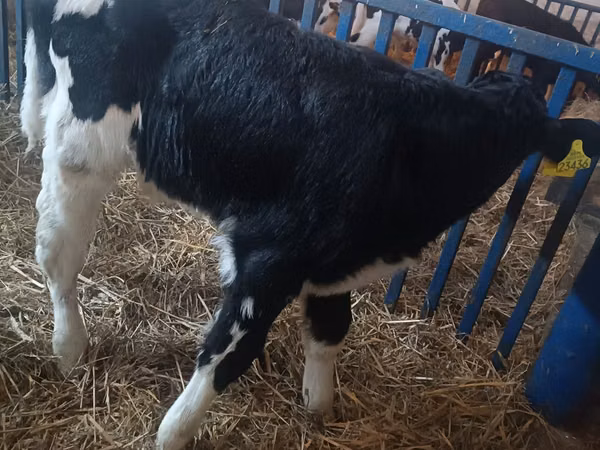 Bò đực, Russian Black pied cattle