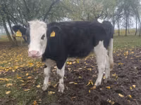 雌牛, Russian Black pied cattle — 写真 5