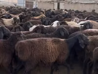 Ram, Hissar sheep — photo 2