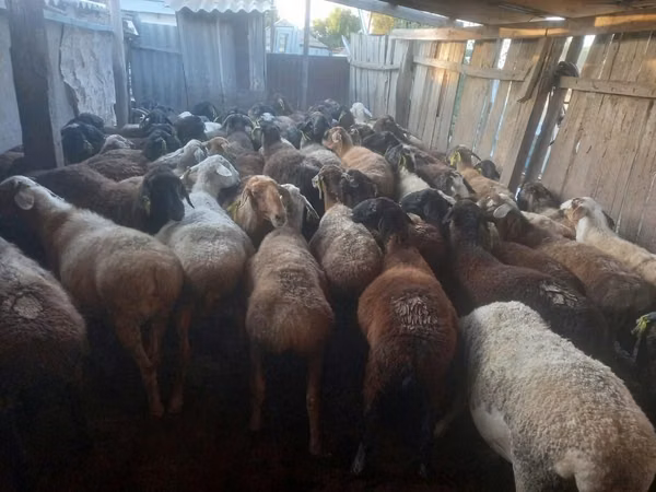 Ram, Sheep — Kazakhstan