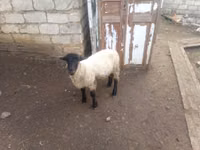 Ram, White Suffolk sheep — photo 3