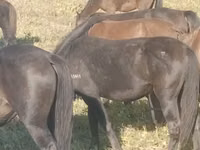 Mare, Horse breed — photo 4