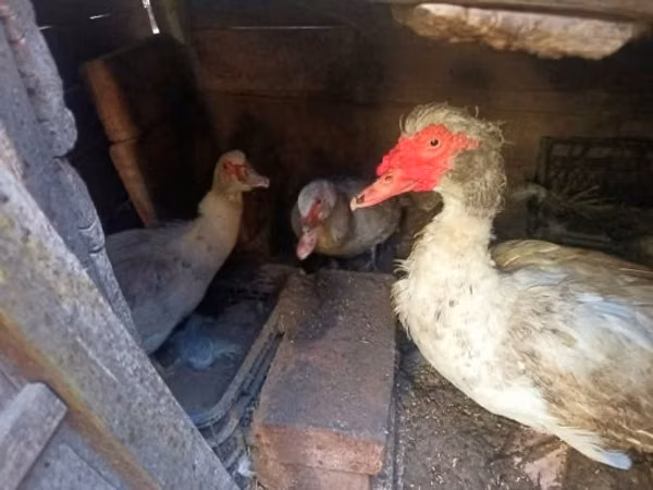 Ducks — Węgry