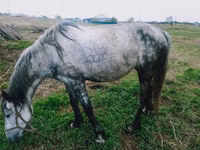 Mare, Horses — photo 2