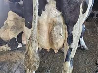母牛, Holstein breed — 照片 6