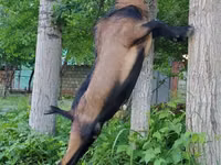 بز نر, بز — عکس 3