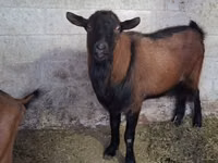 Kozioł, Italian Alpine goat — zdjęcie 2