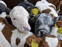 Bull, Simmental cattle — photo 4