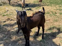 Kozel, Beetal goats — foto 1