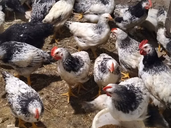 Chickens — Azerbaijan
