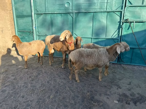 Ovce, Arashan sheep — Kyrgyzstán