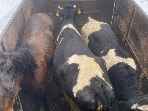 گاو نر, Russian Black pied cattle