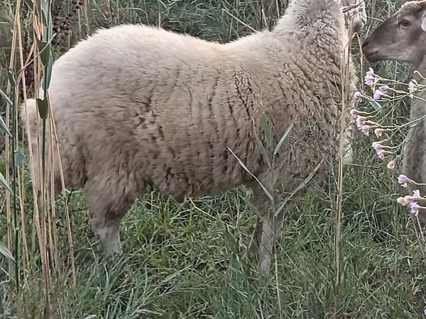 Qoç, Qoyunlar