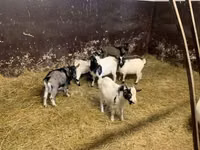 Goat, Goats — photo 4
