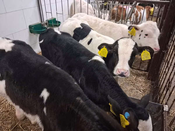 گاو نر, Russian Black pied cattle