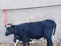 Cow, Russian Black pied cattle — photo 3