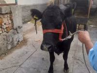 Cow, Aberdeen-Angus — photo 2