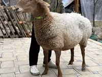 แกะตัวเมีย, Awassi sheep — รูปภาพ 4