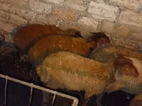 Kambing jantan, Sheep — foto 5